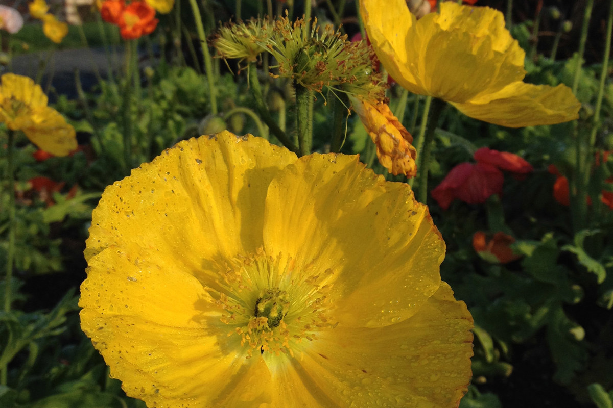 Papaver nudicaule Wonderland Mix (1).jpg